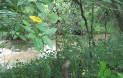Spider Road, Berry, KY 41003