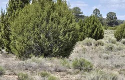 7434 N Elk Run Trail, Williams, AZ 86046