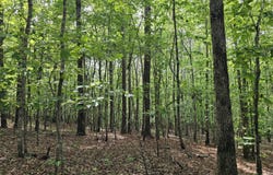 Grover Davis Road, Hamilton, AL 35570