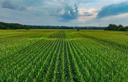 Trout Road, Dexter, KY 42036