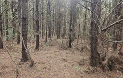 COUNTY LINE ROAD, Ruston, LA 71270