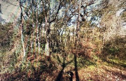 TABLE ROCK Drive, WEBSTER, FL 33597