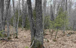 Near Krooks Drive, Negaunee, MI 49866