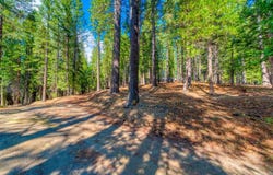 954 Red Fox Road, Clio, CA 96106