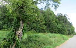 3534 McClure Branch, Louisa, KY 41230