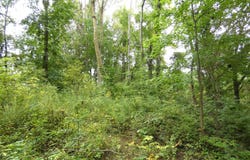 530 Rembert Court, Benton Harbor, MI 49022