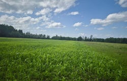 Webster Street, Malone, NY 12953