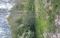 Bob Byrd Rd, SPANISHBURG, WV 25922
