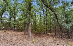 PR 42101 lot: 97, Evant, TX 76566