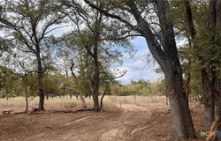 12 Acres Mt. Pleasant Rd, Cedar Creek, TX 78612