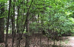 Driftwood Drive, DeWitt, MI 48820