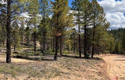 Elk Ridge Estates lot: # 7 Phase 6, Alton, UT 84710