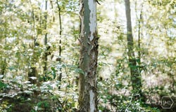 Lundburg Road, Washington, GA 30673