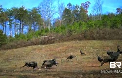 County Road 79, Waterloo, AL 36577
