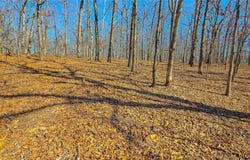 Grand View Drive lot: #450, Sunrise Beach, MO 65079