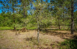 Parcel 2 Makinen Road, Kaleva, MI 49645