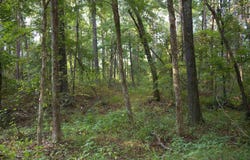 1026 WITHERSPOON Rd, Michigan City, MS 38647