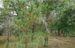 Sugar Shores C Court, Minong, WI 54859