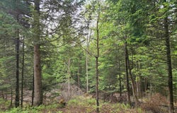 35 Langway Road, Lyman, NH 03585