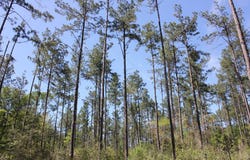 PID 36982 HWY 103W, Lufkin, TX 75904