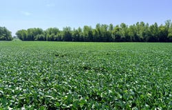 0002 Duck Road, Hume, MO 64752