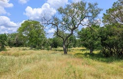 Ranch Rd 648, Doss, TX 78618