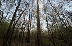 Co Hwy 20, Evergreen, AL 36401