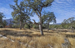 Village Drive, Oakhurst, CA 93644