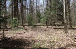 Peach Drive, Cyclone, PA 16726
