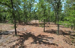 SE 53RD Lane, MORRISTON, FL 32668