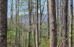 Riverside Dr lot: 0, Independence, VA 24348
