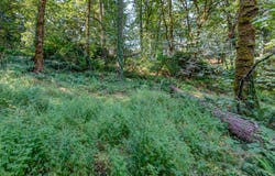 4899 ELVA Ln, Eugene, OR 97405