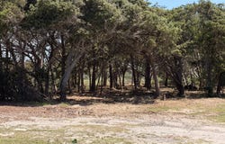 W Pelican Drive lot: 8, Oak Island, NC 28465