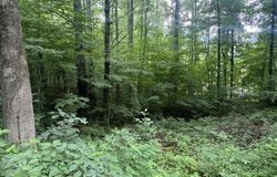 Stocton Road, Roan Mountain, TN 37687