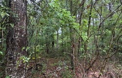 NE 312th Ave, Old Town, FL 32680