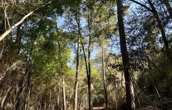 Robert Bateman Road, Franklinton, LA 70438
