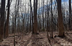 99999 Chesterfield Drive, Mill Spring, NC 28756