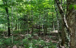 1.1 Trout Run Dr, Altmar, NY 13302