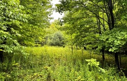 1.8 Brigham Rd, Richford, NY 13835