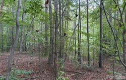 Silver Trail, Morganton, NC 28655
