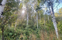 111 UPPER WHITTEMORE Dr, Springville, UT 84663
