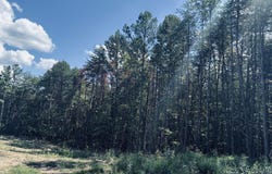 360 Bootleg Bend lot: 2182, Guild, TN 37340