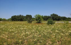 19069 Highway 6, Gorman, TX 76454