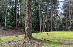 NE SCHAUER Dr, BattleGround, WA 98604