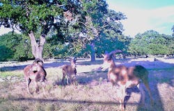 51 Deadend Rd, Mountain Home, TX 78058