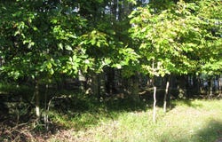 505 Magic Mountain Road, Henryville, PA 18332