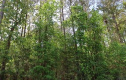 T.B.D. WILLARD TAYLOR RD, Dodson, LA 71422