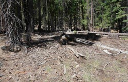 1 Papoose Trail, Graeagle, CA 96103