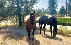 16155 N Mountain View Rd, Rathdrum, ID 83858