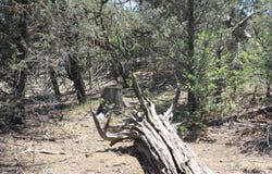 Bodean Road lot: 4-6, Ramah, NM 87321